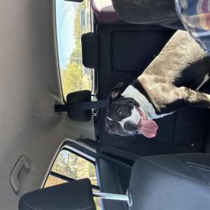 Image of Appa, Lost Dog