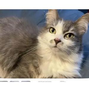 Image of Madison, Lost Cat