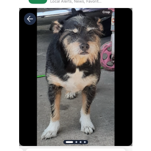 Image of Jack, Lost Dog