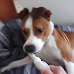 Image of Kobe, Lost Dog
