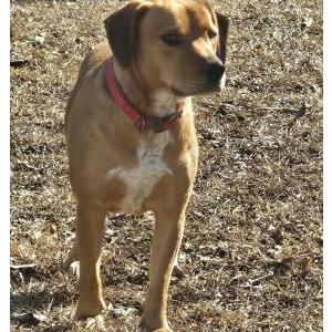 Image of Unknown, Found Dog