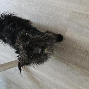 Found Dog Unlnown