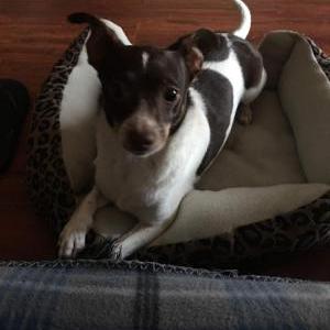 Image of Coco, Lost Dog