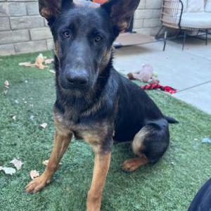 Image of Unknown, Found Dog