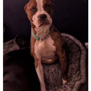 Image of Cheyanne, Lost Dog