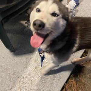 Image of Unknown, Found Dog