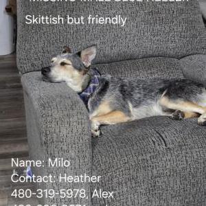 Lost Dog Milo