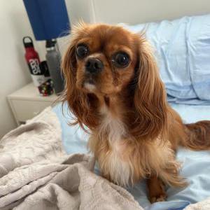 Image of Portia, Lost Dog