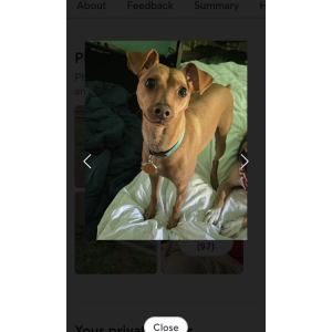 Image of Summer, Lost Dog