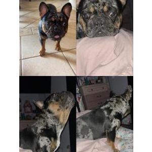 Image of Oreo, Lost Dog