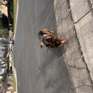 Image of Unknown, Found Dog