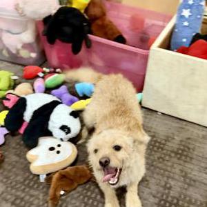 Image of Charles, Lost Dog