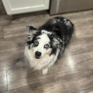 Image of Brody, Lost Dog