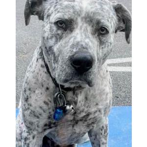 Image of Opie, Lost Dog
