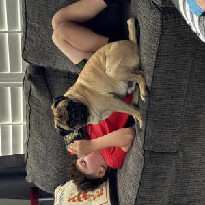 Image of Pogo, Lost Dog