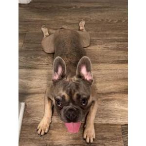 Image of Mochi, Lost Dog