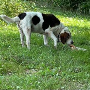 Lost Dog Polly