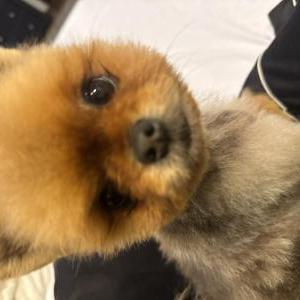 Lost Dog Giovann