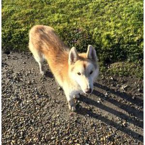 Image of Unknown, Found Dog