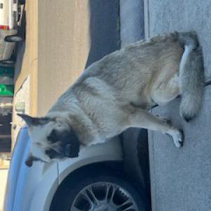 Image of Unknown, Found Dog