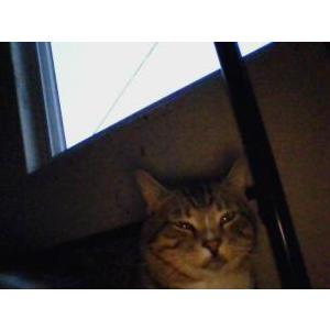 Image of Bingo, Lost Cat