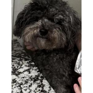 Image of BO, Lost Dog