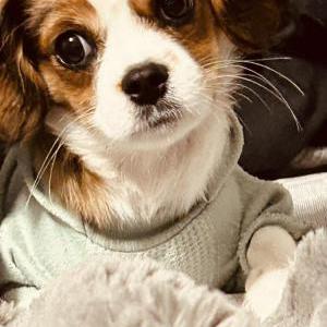 Image of Scandal, Lost Dog