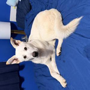 Image of Unknown, Found Dog