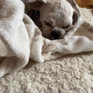 Lost Dog Luna/Bella