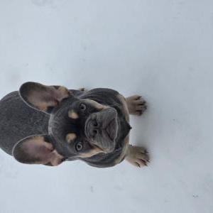 Image of Isabell, Lost Dog