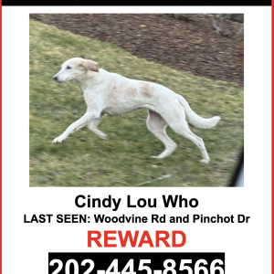 Image of Cindy Lou Who, Lost Dog