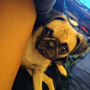 Image of Willow, Lost Dog