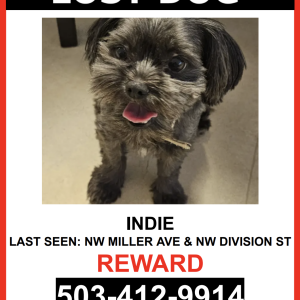 Image of INDIE, Lost Dog