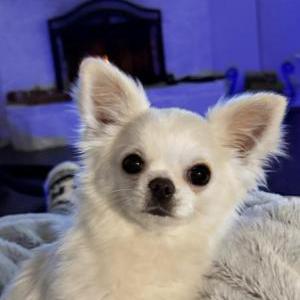 Image of Winston, Lost Dog