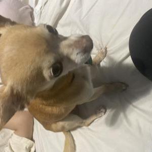 Image of Buddy, Lost Dog