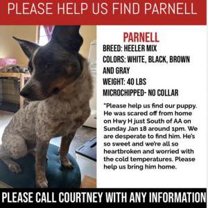 Image of Parnell, Lost Dog