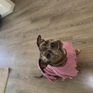 Image of Sasha, Lost Dog