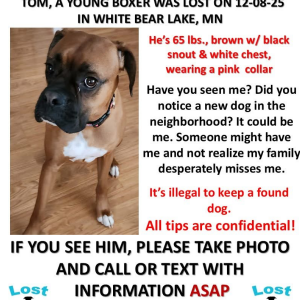Image of Tom, Lost Dog
