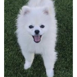 Lost 1 King (Nevada)