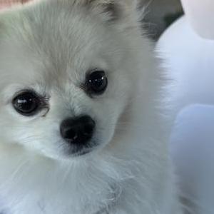 2nd Image of King, Lost Dog