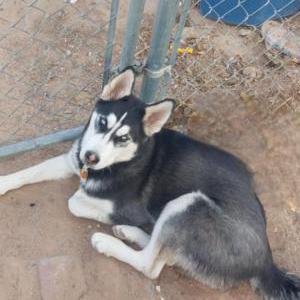 Image of Nova, Lost Dog