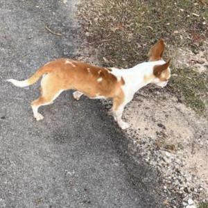 Image of Muñeca, Lost Dog