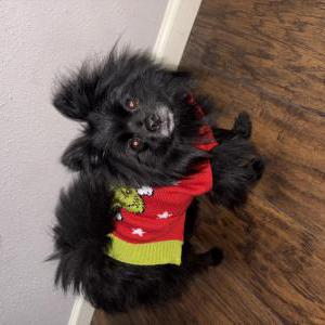 Image of Oreo, Lost Dog