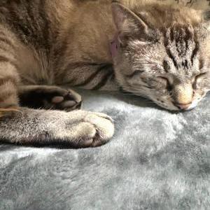 Image of BABY, Lost Cat
