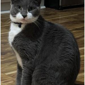 Image of Fidel, Lost Cat