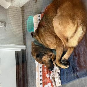 Image of Unknown, Found Dog