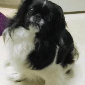 Lost Dog Cookie