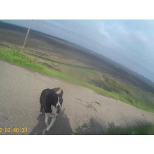 Image of Dog, Lost Dog