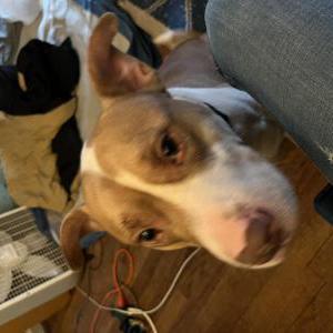 Image of Buddy, Lost Dog