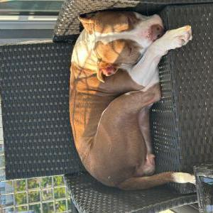 Image of Dior, Lost Dog